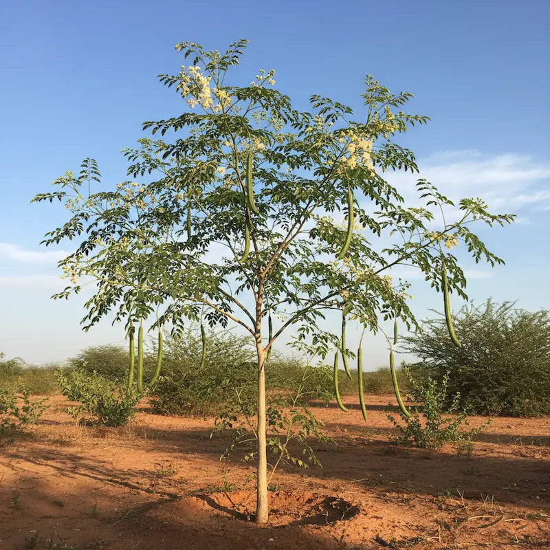 A Moringa oleifera tree in cultivation